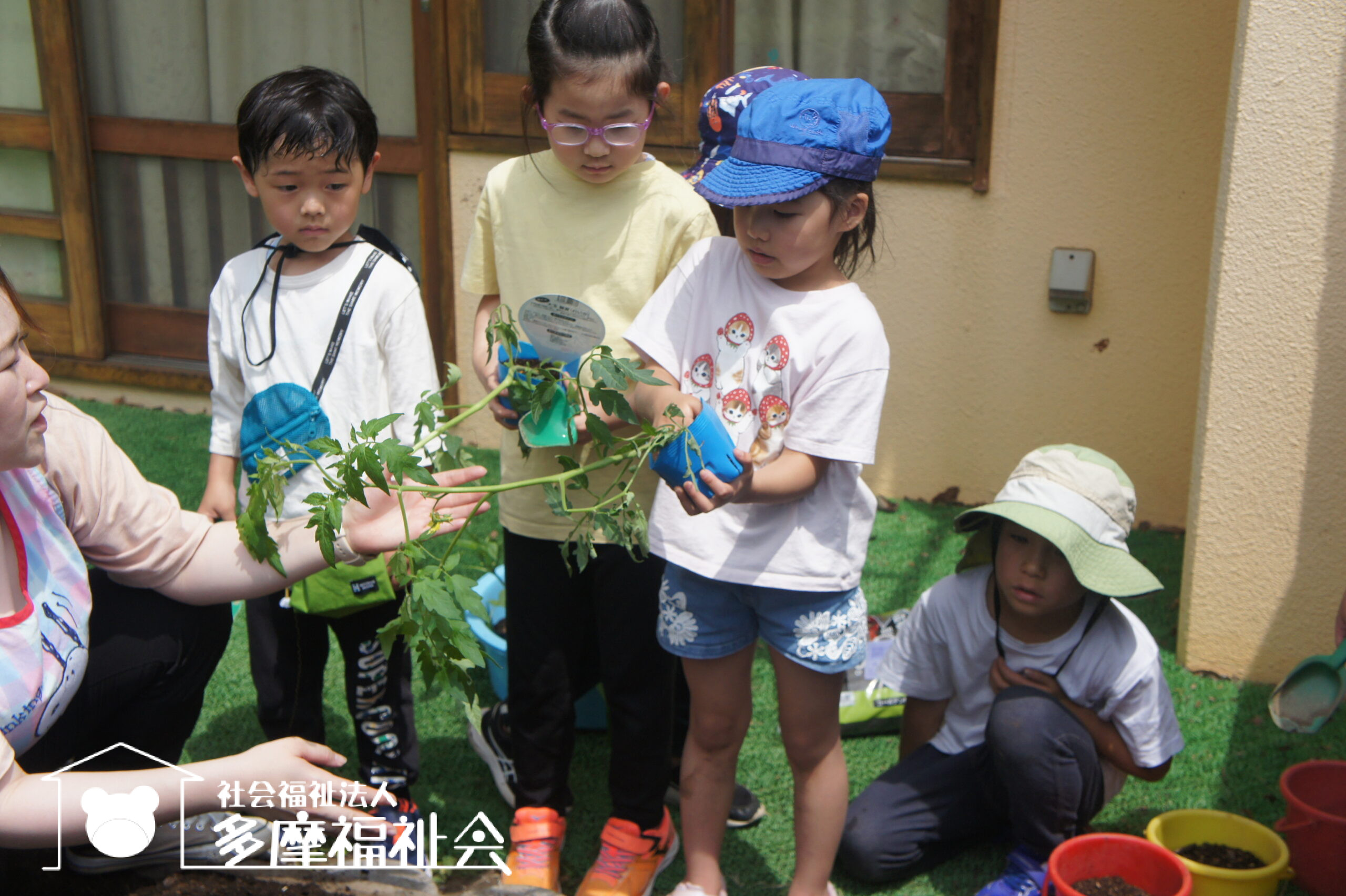 夏野菜の苗を植えました